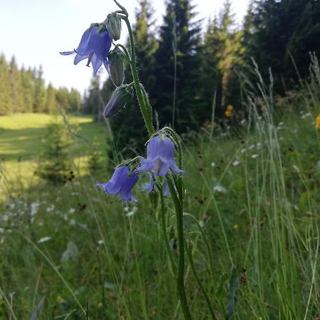 Apartmán Soba Pri Bregarju Bohinj Exteriér fotografie