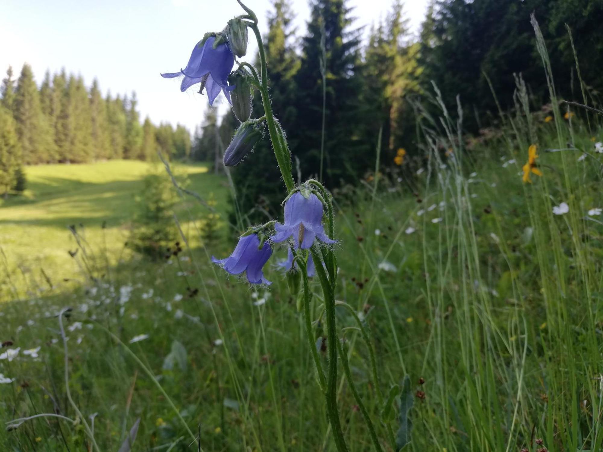 Apartmán Soba Pri Bregarju Bohinj Exteriér fotografie